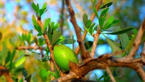 Aceite de Argán